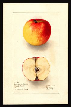 an apple is cut in half and placed on top of another one, with the peel removed