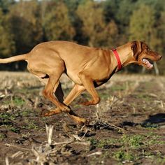 a brown dog running through a field with trees in the background