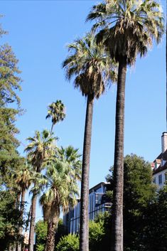 three palm trees in front of a building