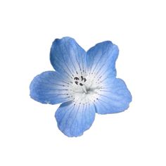 a single blue flower with white stamen