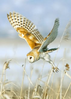 an owl flying through the air with its wings spread