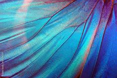 the back side of a blue butterfly's wing