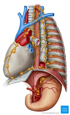 the anatomy of the human heart