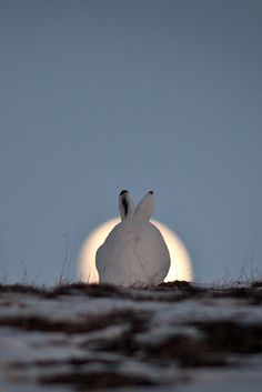 a large white bird sitting on top of a snow covered ground next to the moon