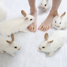 several rabbits are sitting in the snow with their feet on someone's legs and one is standing over them