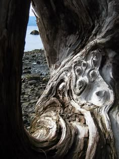 an old tree has been carved to look like it is growing out of the ground