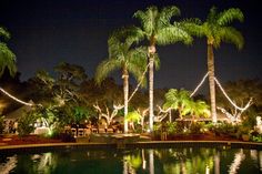 palm trees are lit up at night near a pool with lights on the sides and around it