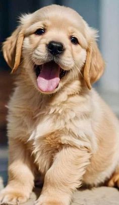 Golden Puppy, Very Cute Dogs, Adorable Puppy, Pretty Animals, Great Pyrenees, Cute Wild Animals, Cat Care