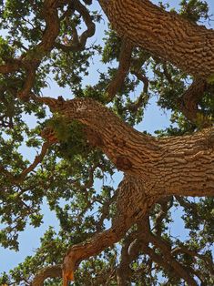 a giraffe standing in the middle of a tree looking up at it's branches