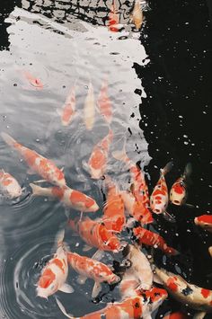 many orange and white fish are swimming in the water