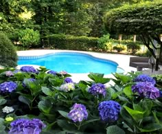 a pool surrounded by green plants and purple flowers