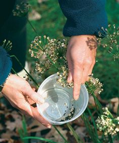 a person picking flowers from a bush with a plastic cup in their hand, while another person holds the flower