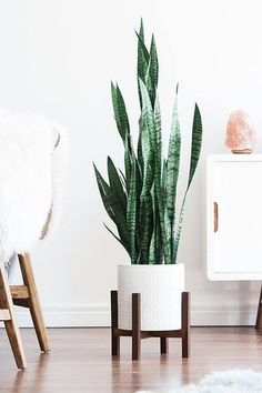 a potted plant sitting on top of a wooden table next to a white chair