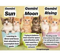 Moon Moodboard, Gemini Sun, Sidereal Astrology, Gemini Moon, Gemini Zodiac Quotes, Sun Moon And Rising, Gemini Art, Rising Sign, Gemini Rising