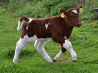 a brown and white calf walking across a lush green field