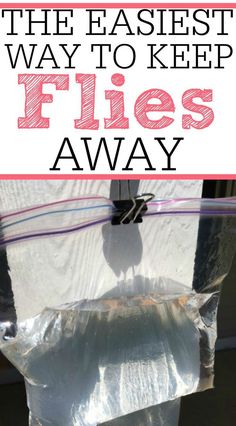 Diy Fly Trap, Flies Outside, Repellent Plants, Fly Control, Fly Spray, Diy Pest Control