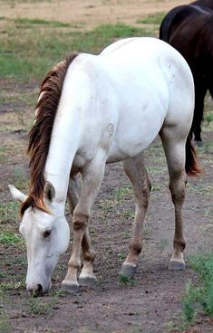 two horses grazing on grass in an open field with dirt and grass around the ground