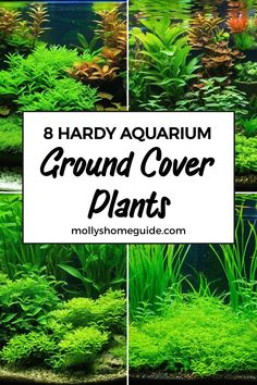 an aquarium filled with plants and algaes in the bottom row is text that reads 8 handy aquarium ground cover plants