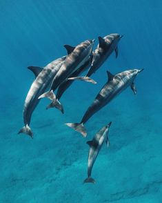 four dolphins swimming in the ocean together