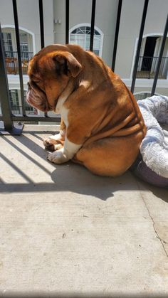 a brown and white dog laying on top of a sidewalk