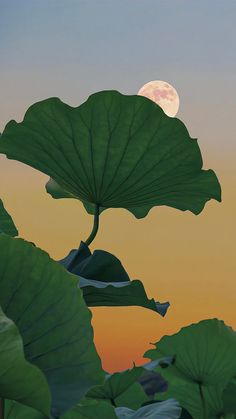 the full moon is setting behind large green leaves