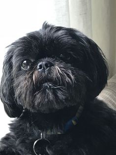 a small black dog sitting on top of a couch next to a white window curtain