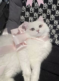 a white cat wearing a pink ribbon around its neck