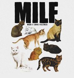 a book cover with many cats in different colors and sizes, including one cat sitting on top of the other