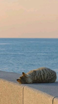 a cat laying on the edge of a concrete wall next to the ocean with it's eyes closed