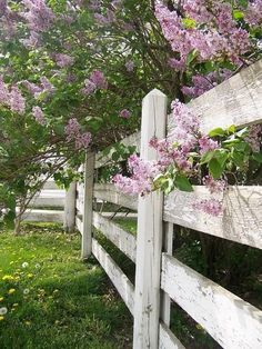 a white fence with purple flowers growing on it