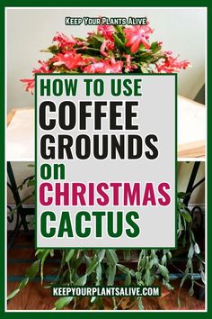 a sign that says how to use coffee grounds on christmas cactus