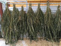 several bundles of dried grass in a barn