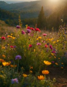 wildflowers and other flowers in a field with the sun shining down on them