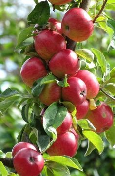 an apple tree filled with lots of red apples