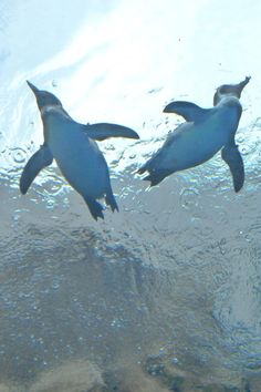 two penguins swimming in the water together