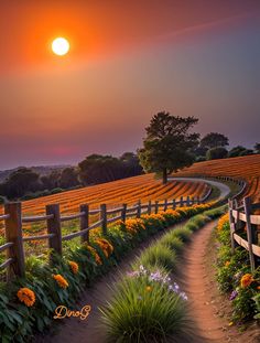 the sun is setting over a field with flowers and a wooden fence in front of it