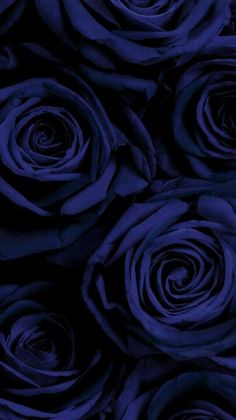 blue roses are arranged together in the dark