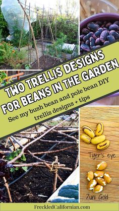 there are many different types of plants in the garden with text overlay that reads, two reis designs for beans in the garden see my bush and pole bean