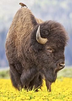 a bison standing in the middle of a field with a bird perched on it's back