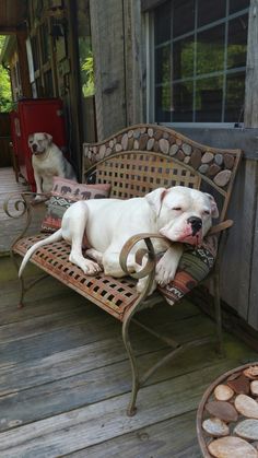 a white dog laying on top of a wooden bench