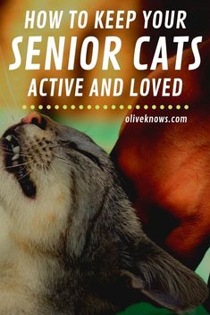 a close up of a cat with the words how to keep your senior cats active and loved