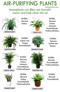 the different types of air purifying plants are shown in this chart, which shows them