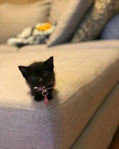 a small black kitten sitting on top of a couch