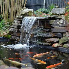 a pond with many fish in it and rocks around the water fall, as well as a waterfall