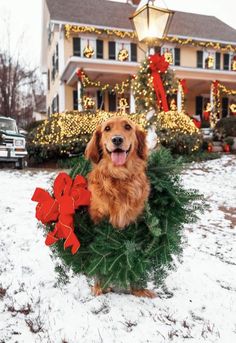 a dog sitting in the snow holding a christmas wreath