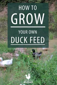 a sign that says how to grow your own duck feed with ducks in the background