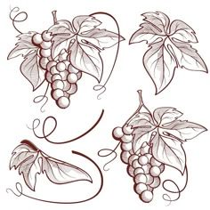 grapes hanging from the vine with leaves and berries on it's stems royalty - art illustration