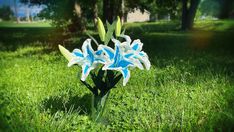 a blue and white flower sitting in the middle of a green grass covered park area