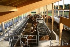 cows are in their stalls at the farm