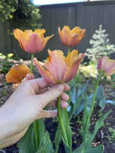 a hand is holding some flowers in the garden